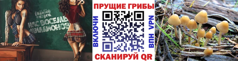 Галлюциногенные грибы Psilocybine cubensis  Городище 